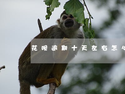 花呗逾期十天左右怎么办