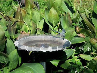 花呗逾期十天有事不 花呗逾期十天有事不