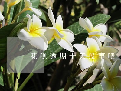 花呗逾期十天没事吧