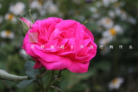 花呗逾期十天没还有什么信息提醒 花呗逾期十天没还有什么信息提醒