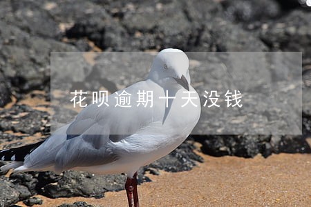 花呗逾期十天没钱 花呗逾期十天没钱