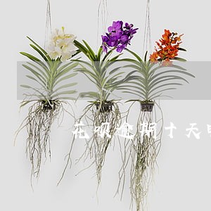 花呗逾期十天电话催款