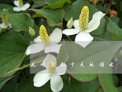 花呗逾期十天被催收 花呗逾期十天被催收