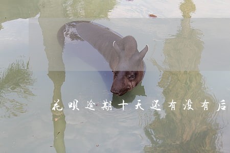 花呗逾期十天还有没有后果 花呗逾期十天还有没有后果