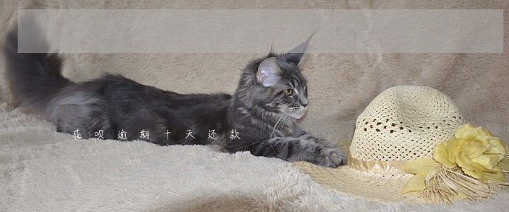 花呗逾期十天还款 花呗逾期十天还款