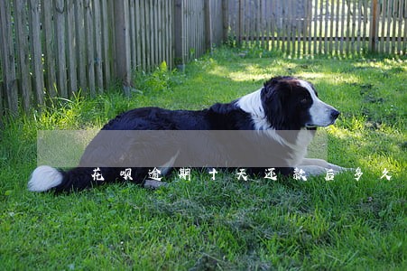 花呗逾期十天还款后多久可以使用 花呗逾期十天还款后多久可以使用