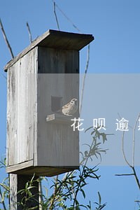 花呗逾期半个多月会上征信吗 花呗逾期半个多月会上征信吗