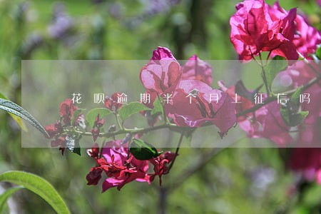 花呗逾期半个月上征信吗 花呗逾期半个月上征信吗