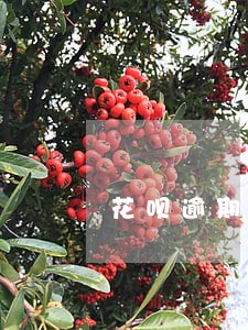 花呗逾期半个月会关闭吗 花呗逾期半个月会关闭吗