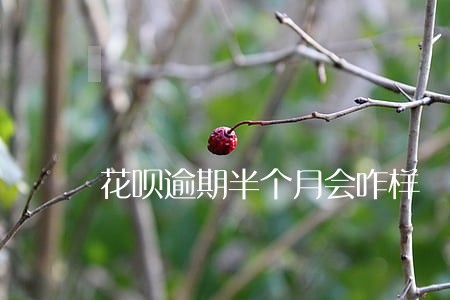 花呗逾期半个月会咋样 花呗逾期半个月会咋样
