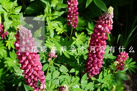 花呗逾期半个月会有什么影响 花呗逾期半个月会有什么影响