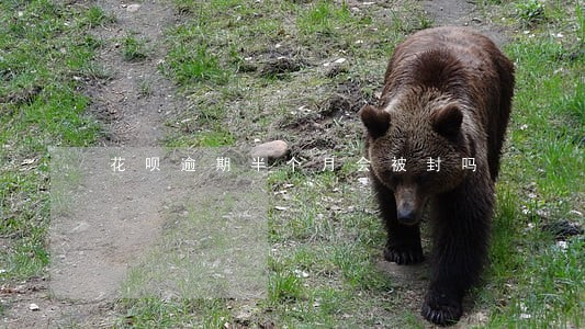 花呗逾期半个月会被封吗 花呗逾期半个月会被封吗