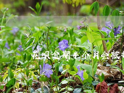花呗逾期半个月会被打电话吗 花呗逾期半个月会被打电话吗