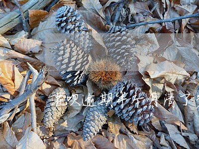 花呗逾期半个月清了多久恢复 花呗逾期半个月清了多久恢复