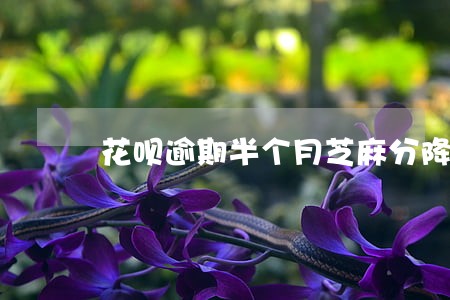 花呗逾期半个月芝麻分降多少 花呗逾期半个月芝麻分降多少
