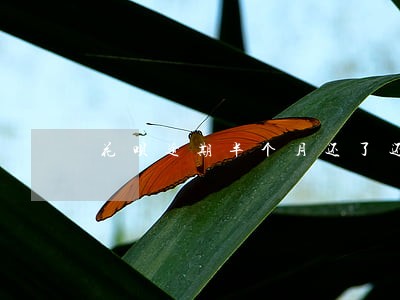 花呗逾期半个月还了还能用了么