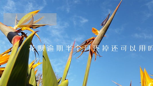 花呗逾期半个月还掉还可以用吗 花呗逾期半个月还掉还可以用吗