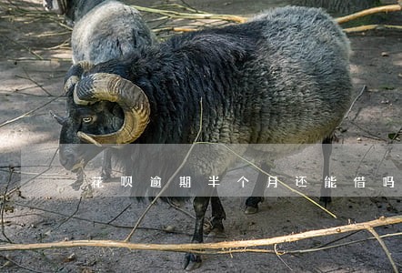 花呗逾期半个月还能借吗 花呗逾期半个月还能借吗