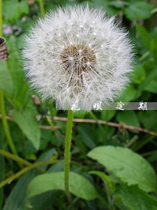 花呗逾期半夜自动扣款 花呗逾期半夜自动扣款
