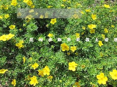 花呗逾期半天会上征信 花呗逾期半天会上征信