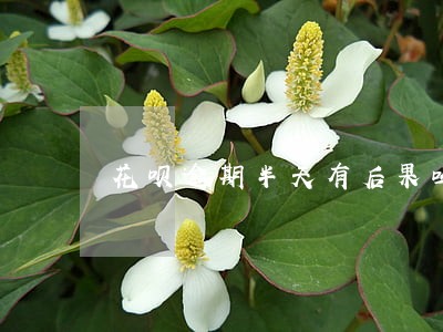 花呗逾期半天有后果吗 花呗逾期半天有后果吗