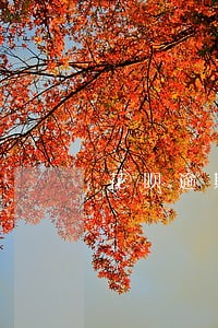 花呗逾期半天还会承担什么后果 花呗逾期半天还会承担什么后果