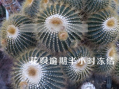 花呗逾期半小时冻结 花呗逾期半小时冻结