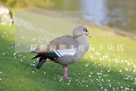 花呗逾期半年三千块钱 花呗逾期半年三千块钱
