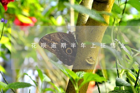 花呗逾期半年上征信么 花呗逾期半年上征信么