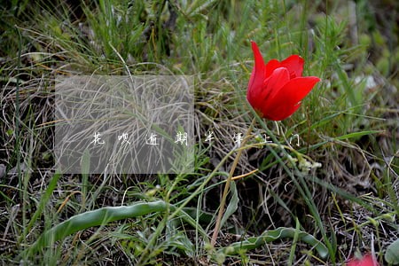 花呗逾期半年上门 花呗逾期半年上门