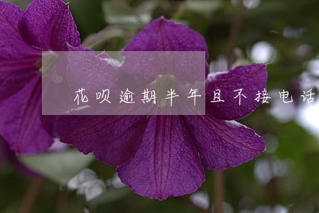 花呗逾期半年且不接电话 花呗逾期半年且不接电话