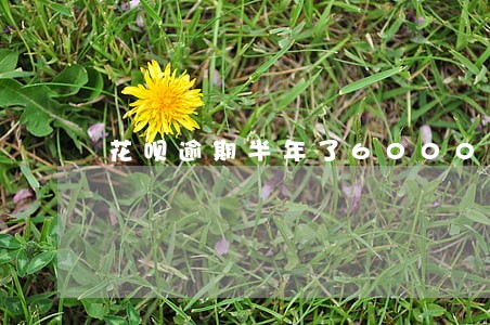 花呗逾期半年了6000多 花呗逾期半年了6000多