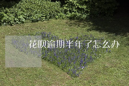 花呗逾期半年了怎么办 花呗逾期半年了怎么办