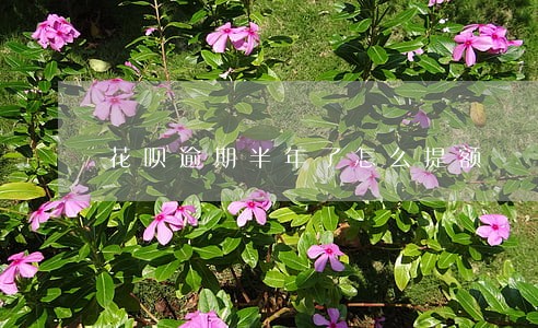 花呗逾期半年了怎么提额 花呗逾期半年了怎么提额