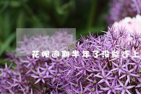 花呗逾期半年了没能还上怎么办 花呗逾期半年了没能还上怎么办
