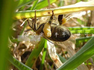 花呗逾期半年了还可以续贷吗 花呗逾期半年了还可以续贷吗