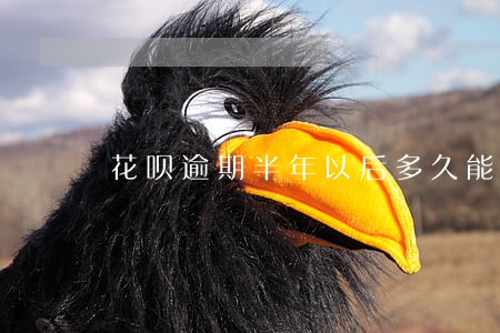 花呗逾期半年以后多久能恢复 花呗逾期半年以后多久能恢复