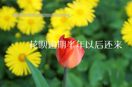 花呗逾期半年以后还来 花呗逾期半年以后还来