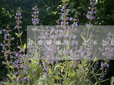 花呗逾期半年会不会结案 花呗逾期半年会不会结案