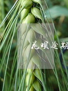 花呗逾期半年会有什么 花呗逾期半年会有什么