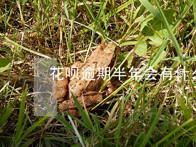 花呗逾期半年会有什么影响 花呗逾期半年会有什么影响