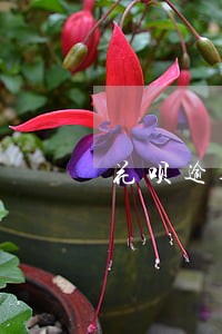 花呗逾期半年利息 花呗逾期半年利息