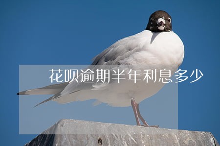 花呗逾期半年利息多少 花呗逾期半年利息多少