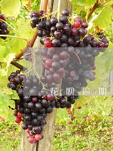 花呗逾期半年去哪里还能贷款 花呗逾期半年去哪里还能贷款