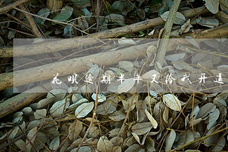 花呗逾期半年又给我开通了 花呗逾期半年又给我开通了