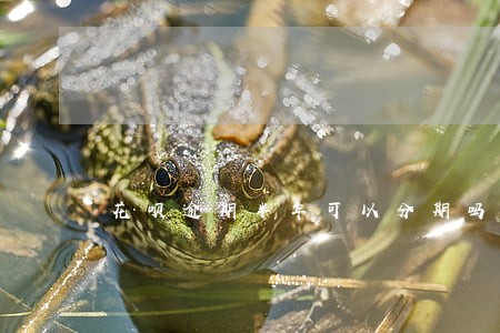 花呗逾期半年可以分期吗 花呗逾期半年可以分期吗