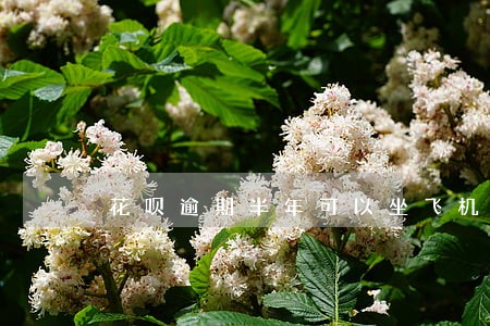 花呗逾期半年可以坐飞机吗 花呗逾期半年可以坐飞机吗