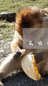 花呗逾期半年可以坐高铁吗 花呗逾期半年可以坐高铁吗