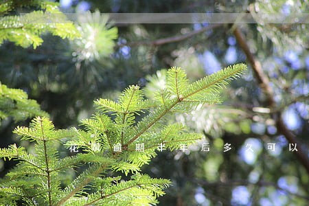 花呗逾期半年后多久可以重新开通 花呗逾期半年后多久可以重新开通