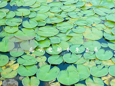 花呗逾期半年后果 花呗逾期半年后果